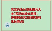 灵芝的生长现象图片大全(灵芝的成长历程：详细揭示灵芝的形态和生长特点)