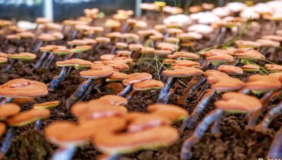 灵芝孢子粉能调理肝脏(提高肝脏健康的秘密：灵芝孢子粉)