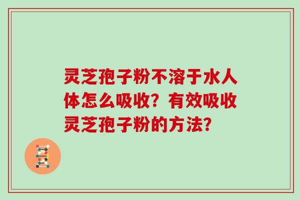 灵芝孢子粉不溶于水人体怎么吸收？有效吸收灵芝孢子粉的方法？