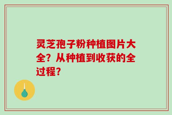 灵芝孢子粉种植图片大全?从种植到收获的全过程? 灵芝孢子粉种植图片大全?从种植到收获的全过程?