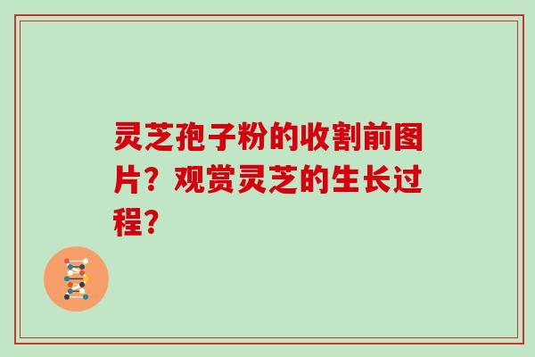 灵芝孢子粉的收割前图片？观赏灵芝的生长过程？