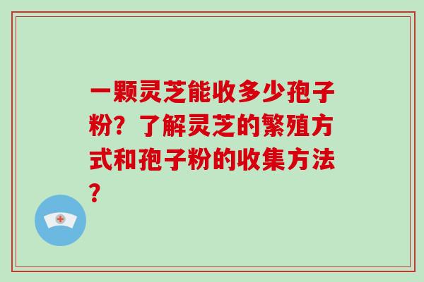 一颗灵芝能收多少孢子粉？了解灵芝的繁殖方式和孢子粉的收集方法？