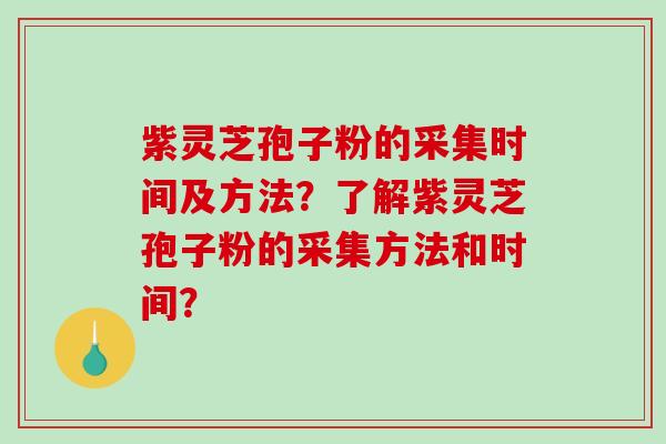 紫灵芝孢子粉的采集时间及方法？了解紫灵芝孢子粉的采集方法和时间？