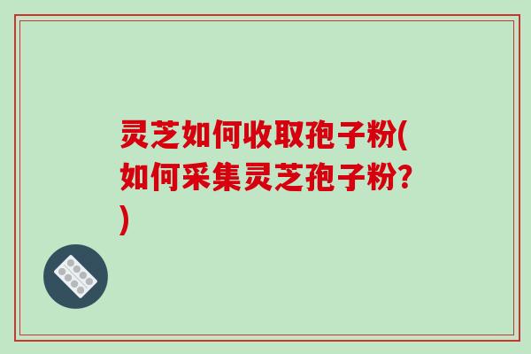 灵芝如何收取孢子粉(如何采集灵芝孢子粉？)