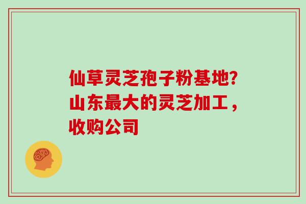 仙草灵芝孢子粉基地?山东大的灵芝加工,收购公司 仙草灵芝孢子粉基地?山东大的灵芝加工,收购公司