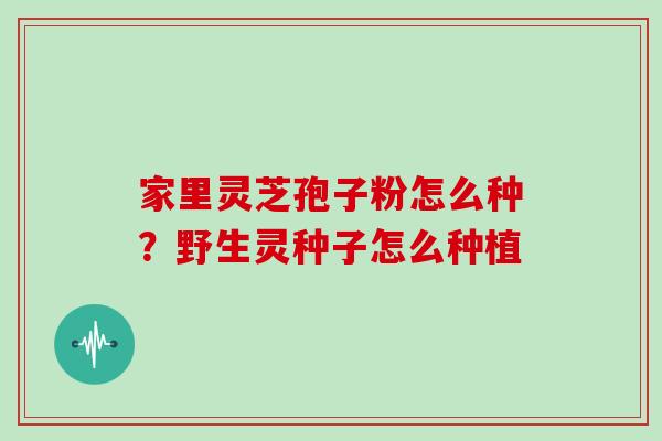 家里灵芝孢子粉怎么种?野生灵种子怎么种植 家里灵芝孢子粉怎么种?野生灵种子怎么种植