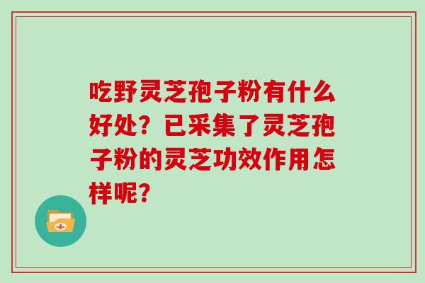 吃野灵芝孢子粉有什么好处?已采集了灵芝孢子粉的灵芝功效作用怎样呢? 吃野灵芝孢子粉有什么好处?已采集了灵芝孢子粉的灵芝功效作用怎样呢?
