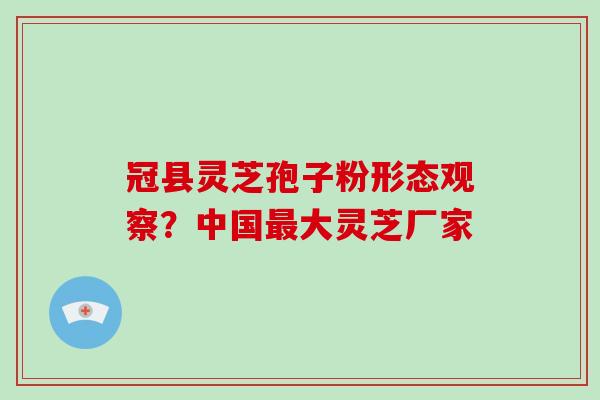冠县灵芝孢子粉形态观察?中国大灵芝厂家 冠县灵芝孢子粉形态观察?中国大灵芝厂家