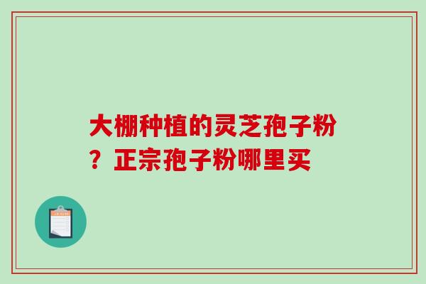 大棚种植的灵芝孢子粉？正宗孢子粉哪里买