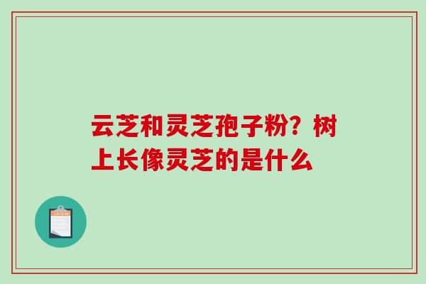 云芝和灵芝孢子粉？树上长像灵芝的是什么