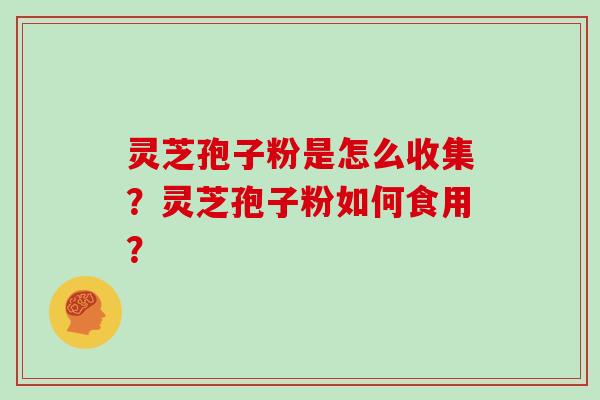 灵芝孢子粉是怎么收集?灵芝孢子粉如何食用? 灵芝孢子粉是怎么收集?灵芝孢子粉如何食用?