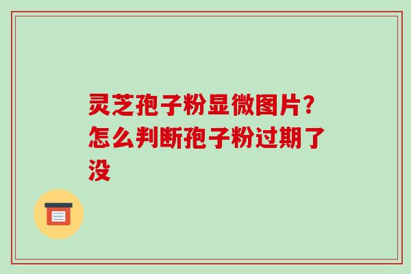 灵芝孢子粉显微图片？怎么判断孢子粉过期了没