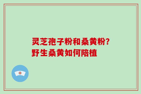 灵芝孢子粉和桑黄粉？野生桑黄如何陪植