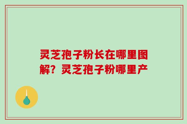 灵芝孢子粉长在哪里图解？灵芝孢子粉哪里产