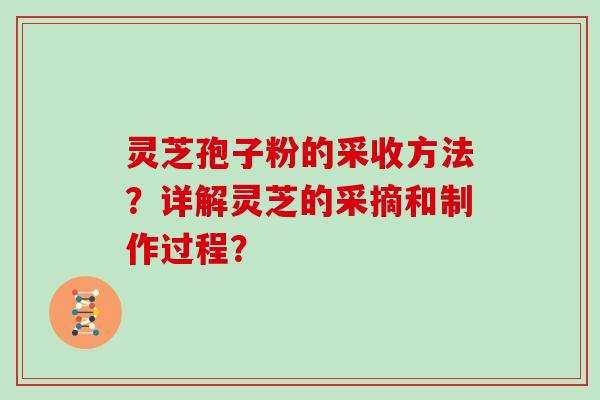灵芝孢子粉的采收方法？详解灵芝的采摘和制作过程？