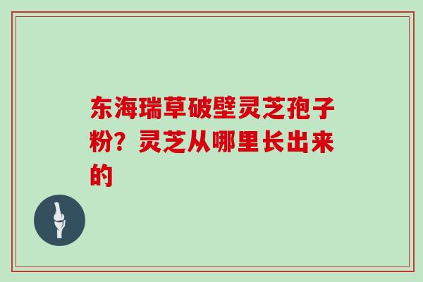 东海瑞草破壁灵芝孢子粉？灵芝从哪里长出来的