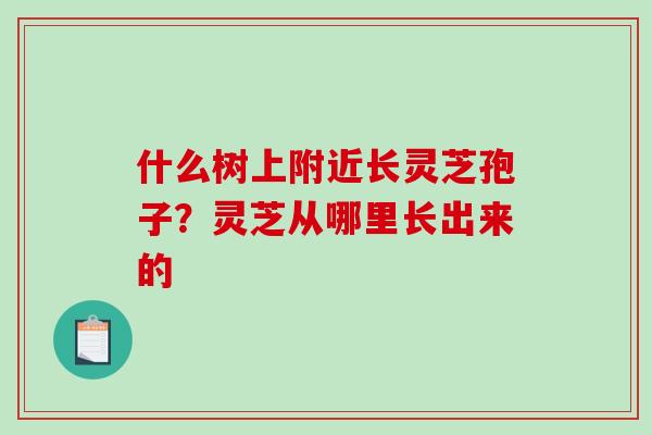 什么树上附近长灵芝孢子？灵芝从哪里长出来的