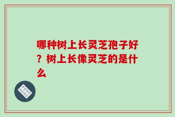 哪种树上长灵芝孢子好？树上长像灵芝的是什么