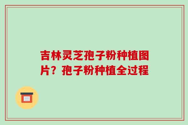 吉林灵芝孢子粉种植图片？孢子粉种植全过程