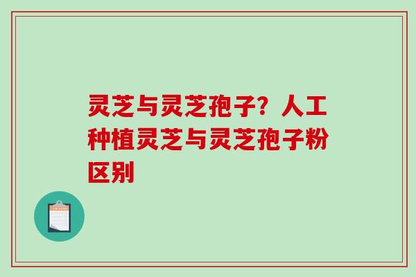 灵芝与灵芝孢子？人工种植灵芝与灵芝孢子粉区别