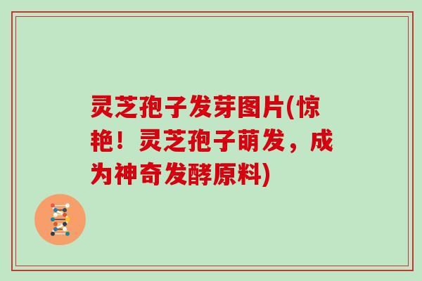 灵芝孢子发芽图片(惊艳!灵芝孢子萌发,成为神奇发酵原料) 灵芝孢子发芽图片(惊艳!灵芝孢子萌发,成为神奇发酵原料)