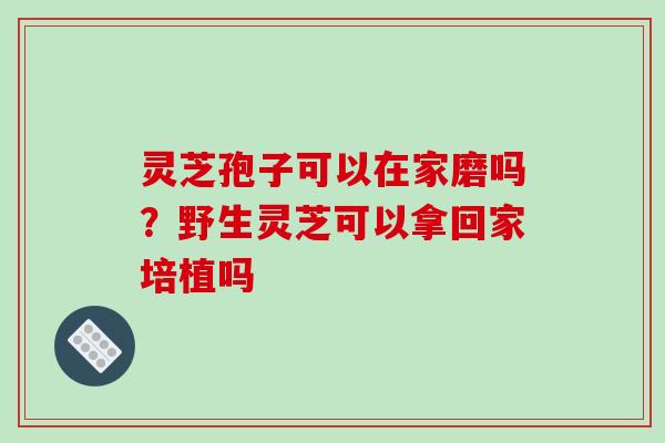 灵芝孢子可以在家磨吗?野生灵芝可以拿回家培植吗 灵芝孢子可以在家磨吗?野生灵芝可以拿回家培植吗