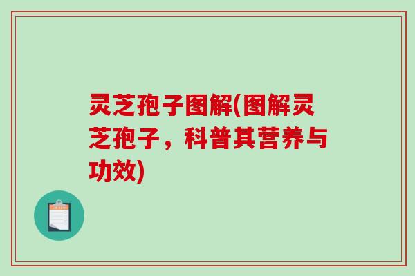 灵芝孢子图解(图解灵芝孢子,科普其营养与功效) 灵芝孢子图解(图解灵芝孢子,科普其营养与功效)