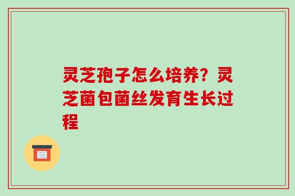灵芝孢子怎么培养?灵芝菌包菌丝发育生长过程 灵芝孢子怎么培养?灵芝菌包菌丝发育生长过程
