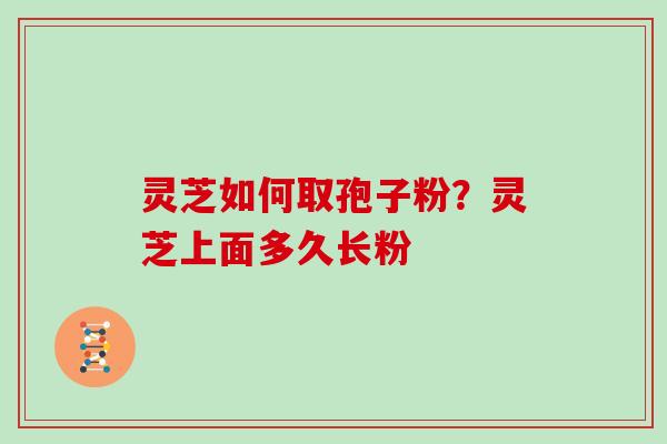 灵芝如何取孢子粉？灵芝上面多久长粉