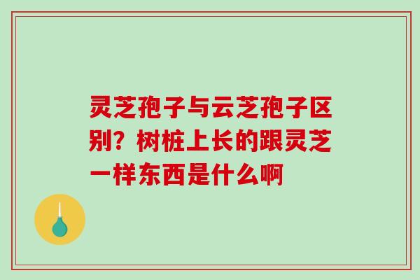 灵芝孢子与云芝孢子区别?树桩上长的跟灵芝一样东西是什么啊 灵芝孢子与云芝孢子区别?树桩上长的跟灵芝一样东西是什么啊