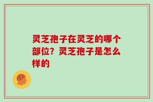 灵芝孢子在灵芝的哪个部位?灵芝孢子是怎么样的 灵芝孢子在灵芝的哪个部位?灵芝孢子是怎么样的