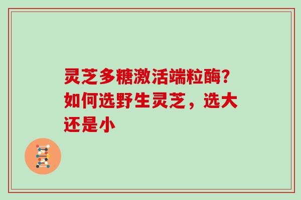 灵芝多糖激活端粒酶?如何选野生灵芝,选大还是小 灵芝多糖激活端粒酶?如何选野生灵芝,选大还是小
