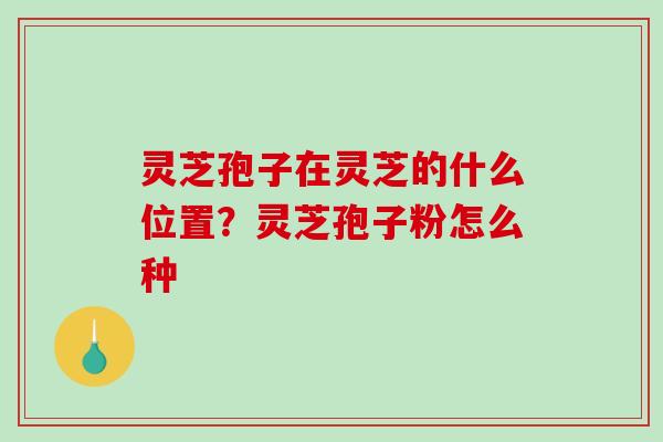 灵芝孢子在灵芝的什么位置?灵芝孢子粉怎么种 灵芝孢子在灵芝的什么位置?灵芝孢子粉怎么种