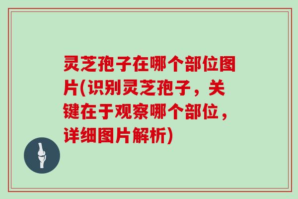 灵芝孢子在哪个部位图片(识别灵芝孢子,关键在于观察哪个部位,详细图片解析) 灵芝孢子在哪个部位图片(识别灵芝孢子,关键在于观察哪个部位,详细图片解析)