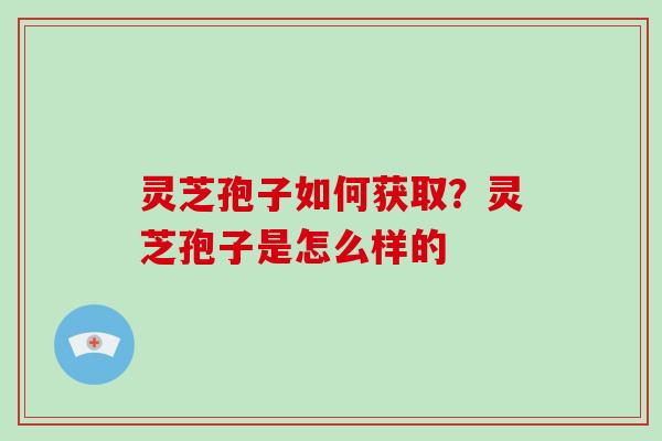 灵芝孢子如何获取？灵芝孢子是怎么样的