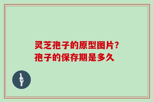 灵芝孢子的原型图片？孢子的保存期是多久