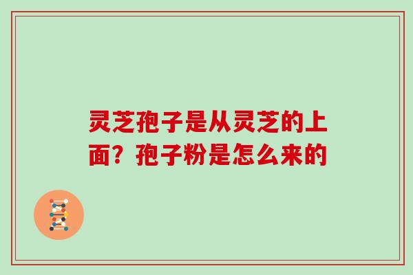 灵芝孢子是从灵芝的上面？孢子粉是怎么来的