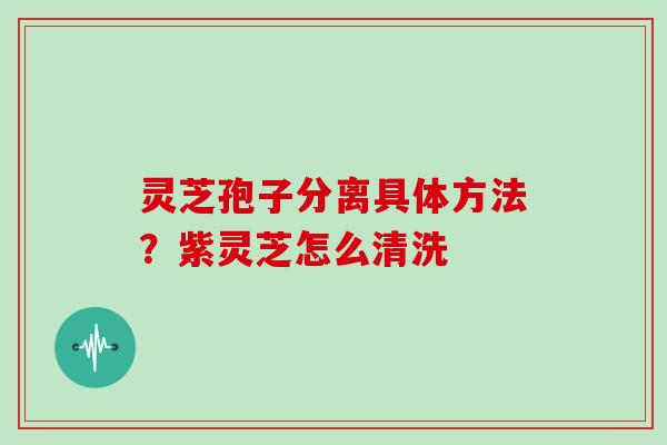 灵芝孢子分离具体方法?紫灵芝怎么清洗 灵芝孢子分离具体方法?紫灵芝怎么清洗