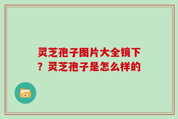 灵芝孢子图片大全镜下？灵芝孢子是怎么样的