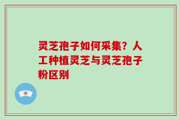 灵芝孢子如何采集？人工种植灵芝与灵芝孢子粉区别