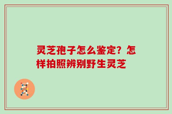 灵芝孢子怎么鉴定？怎样拍照辨别野生灵芝