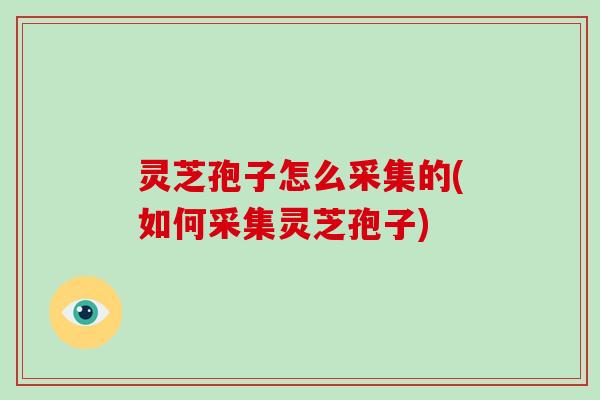 灵芝孢子怎么采集的(如何采集灵芝孢子) 灵芝孢子怎么采集的(如何采集灵芝孢子)