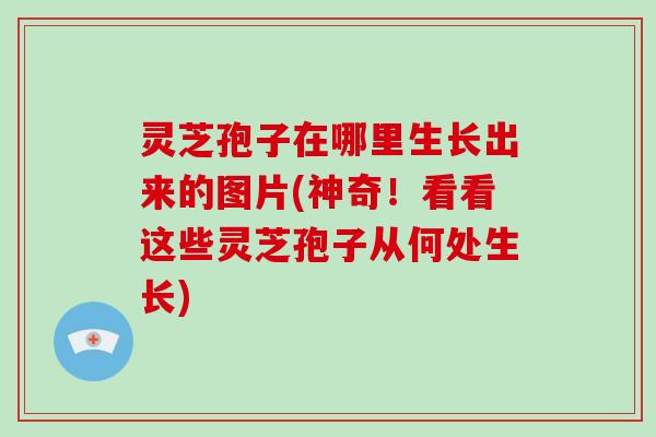 灵芝孢子在哪里生长出来的图片(神奇！看看这些灵芝孢子从何处生长)