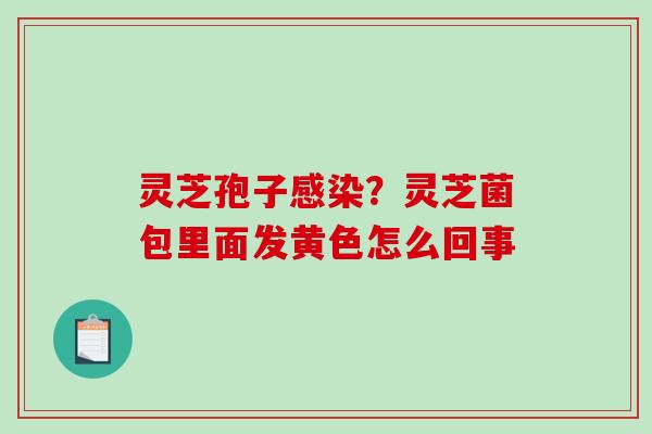 灵芝孢子？灵芝菌包里面发黄色怎么回事