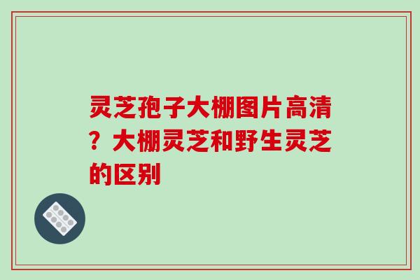灵芝孢子大棚图片高清？大棚灵芝和野生灵芝的区别