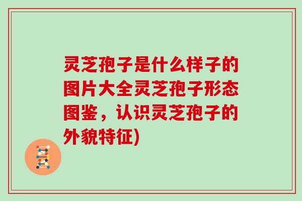 灵芝孢子是什么样子的图片大全灵芝孢子形态图鉴，认识灵芝孢子的外貌特征)