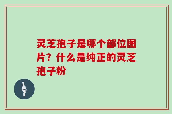 灵芝孢子是哪个部位图片？什么是纯正的灵芝孢子粉