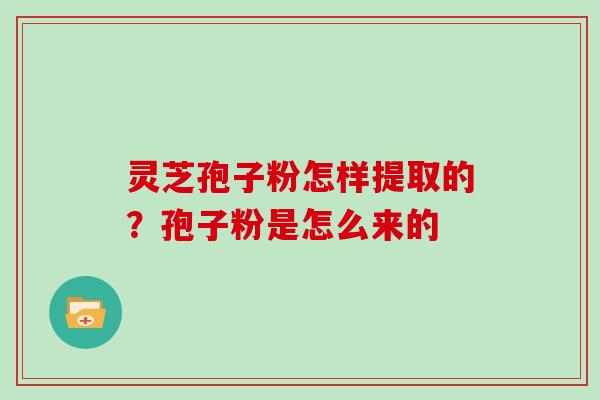 灵芝孢子粉怎样提取的？孢子粉是怎么来的