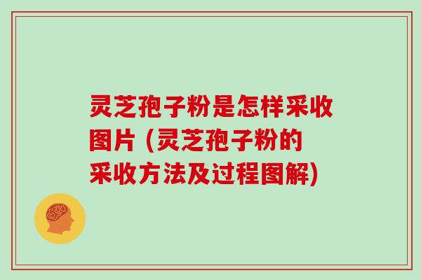 灵芝孢子粉是怎样采收图片 (灵芝孢子粉的采收方法及过程图解)