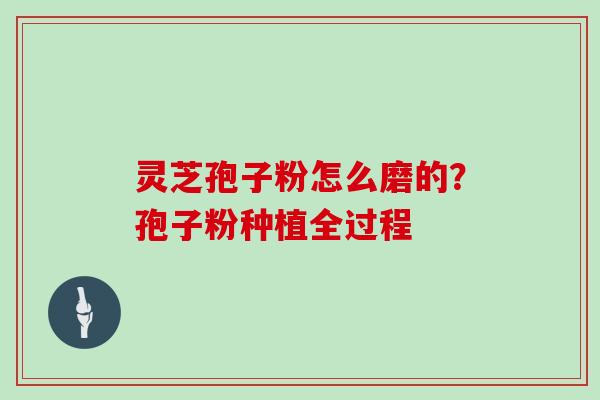 灵芝孢子粉怎么磨的?孢子粉种植全过程 灵芝孢子粉怎么磨的?孢子粉种植全过程